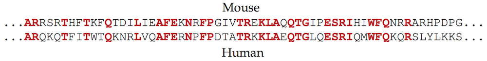 Homeodomain alignment 1