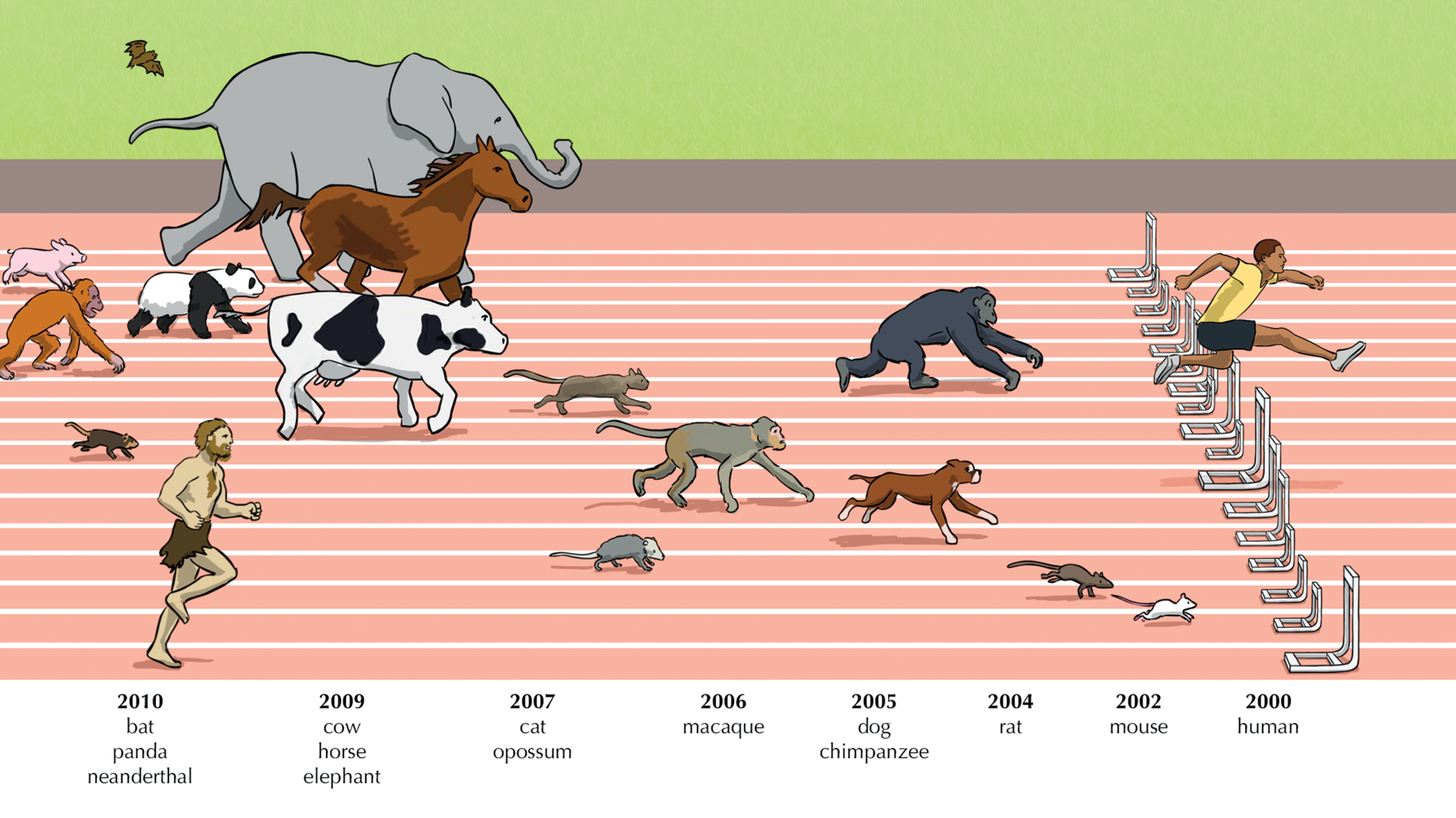 Mammals race
