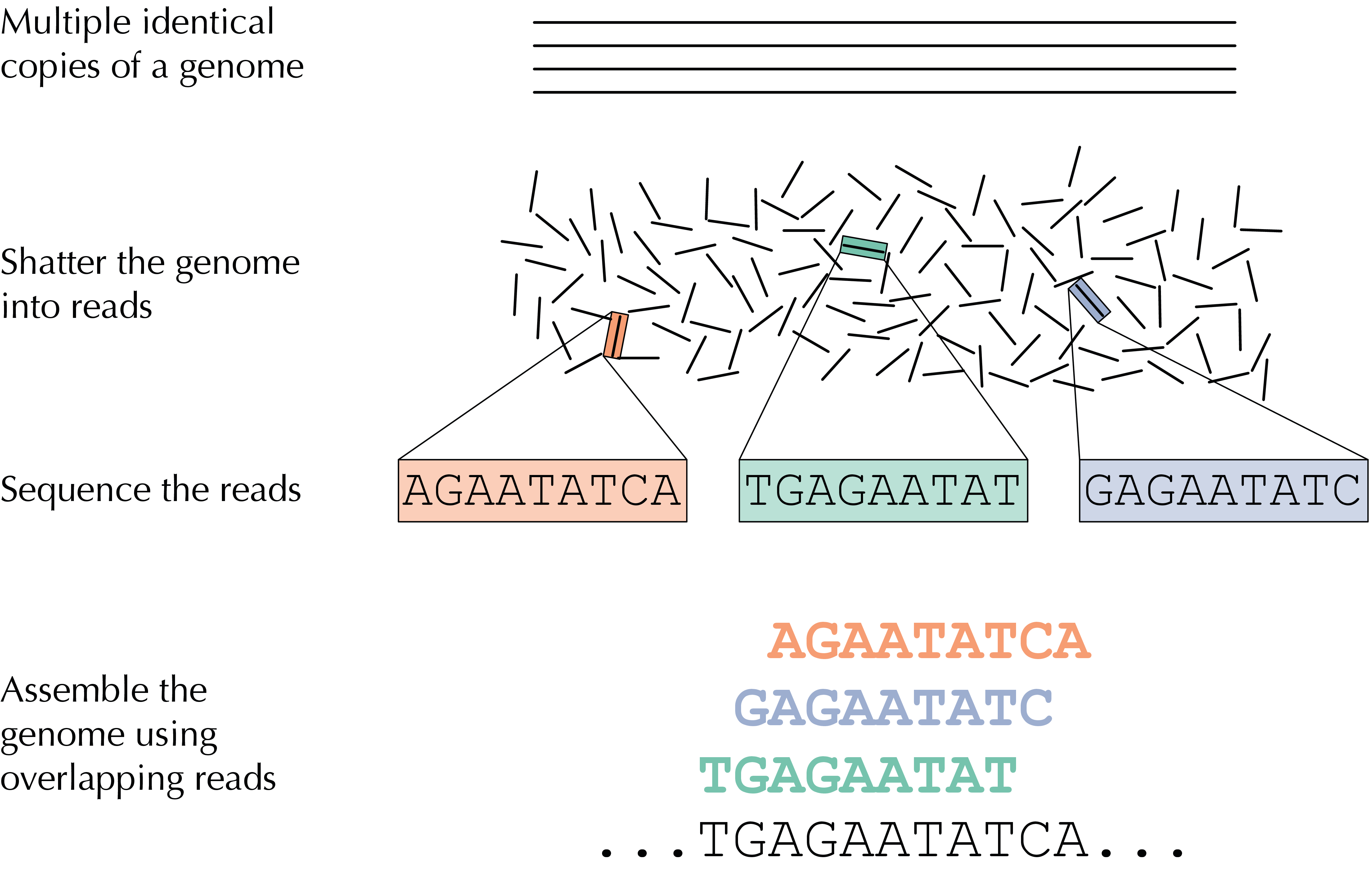 Sequencing overview