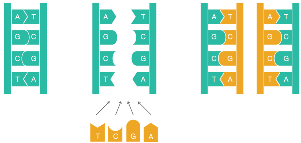 Semiconservative replication